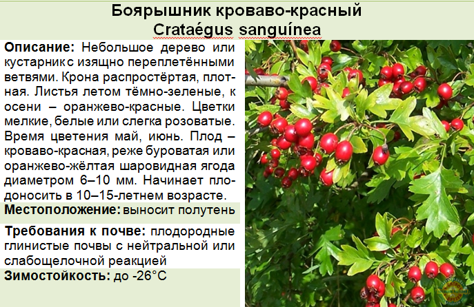 Боярышник кроваво-красный — морозостойкий красавец
