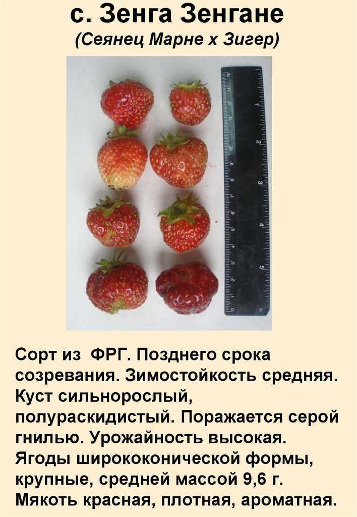 Клубника зенга зенгана: описание сорта, фото, отзывы садоводов