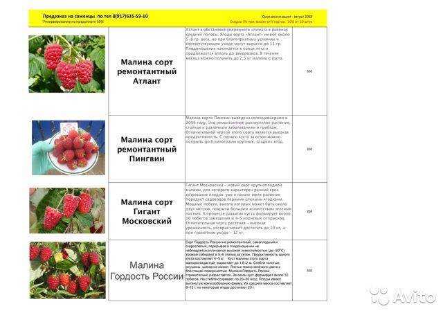 Малина гордость россии: описание, посадка и уход