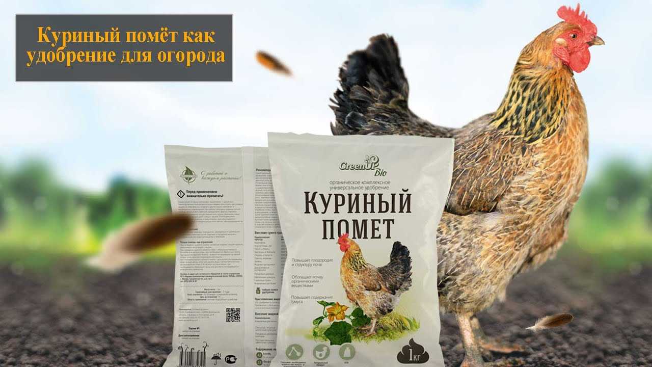 Куриный помет как удобрение для помидор и огурцов: в чем польза