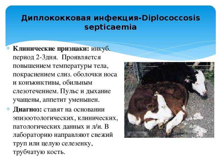Желтуха при раке поджелудочной железы
