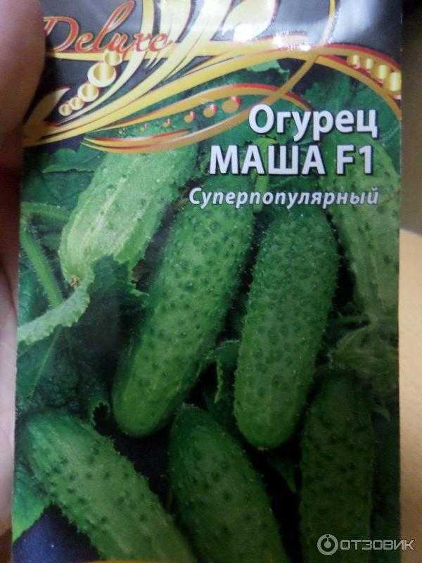 Огурец маша f1: описание, отзывы, фото, посадка и уход