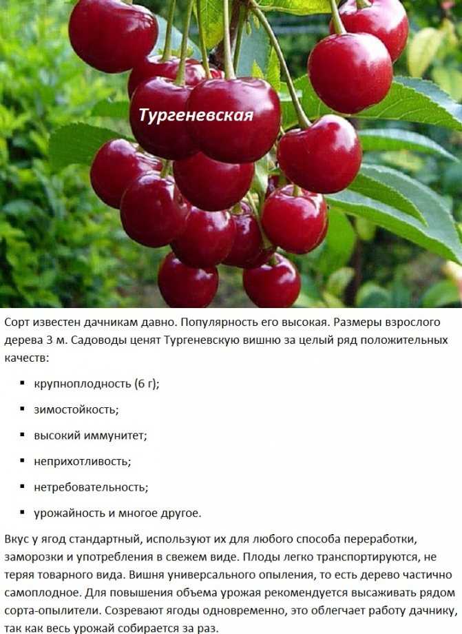 Ночка вишня: характеристика и описание сорта, выращивание и уход