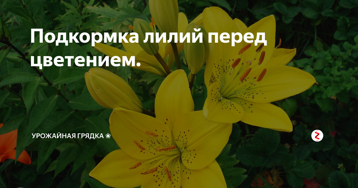 Чем подкармливать лилии осенью: при подготовке к зиме, при посадке, после цветения, после пересадки, видео