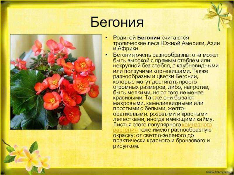 Разновидности домашних бегоний: описание сортов комнатных растений