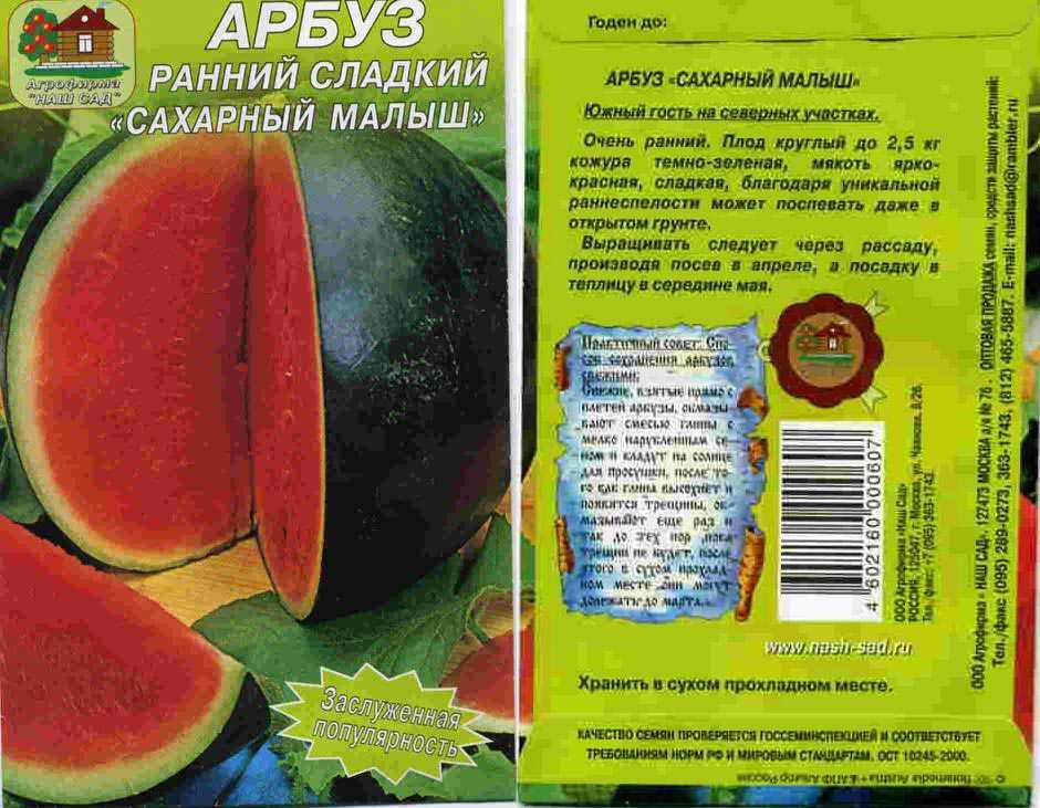 Арбуз шуга бейби: описание и правила выразивания