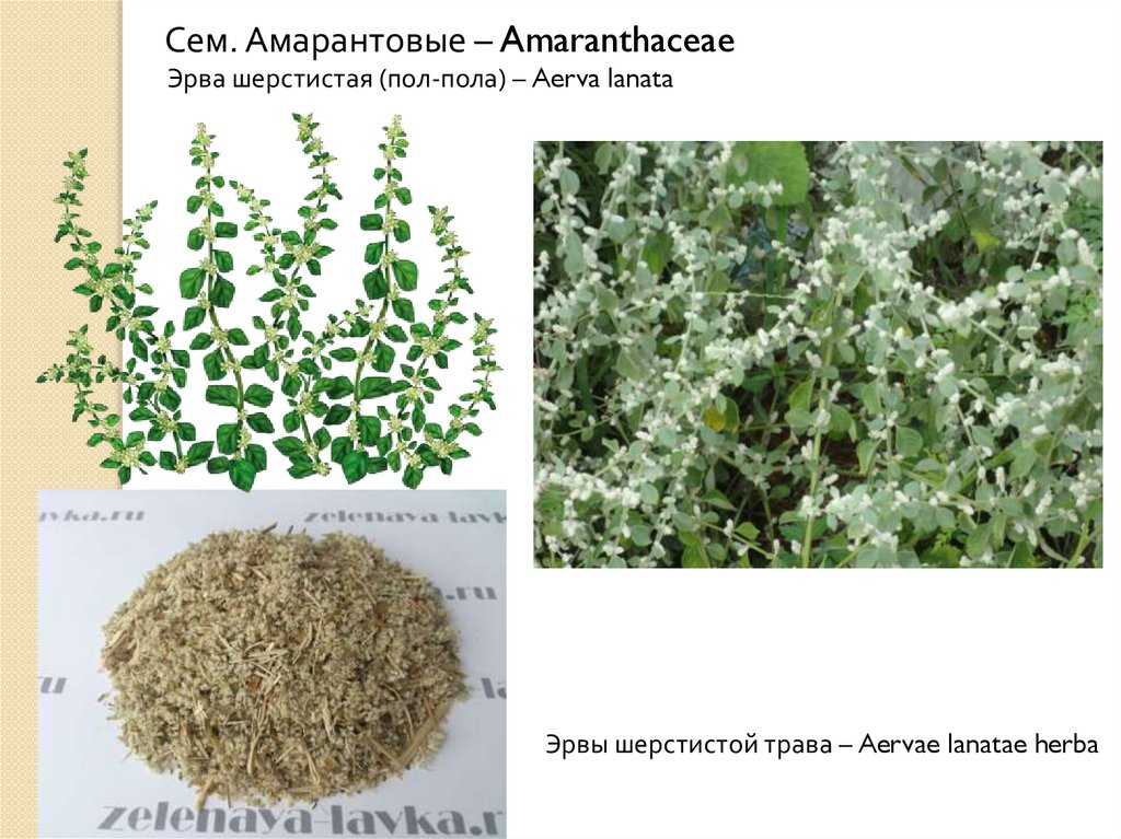 Трава пол-пала (эрва шерстистая) — лечебные свойства и применение