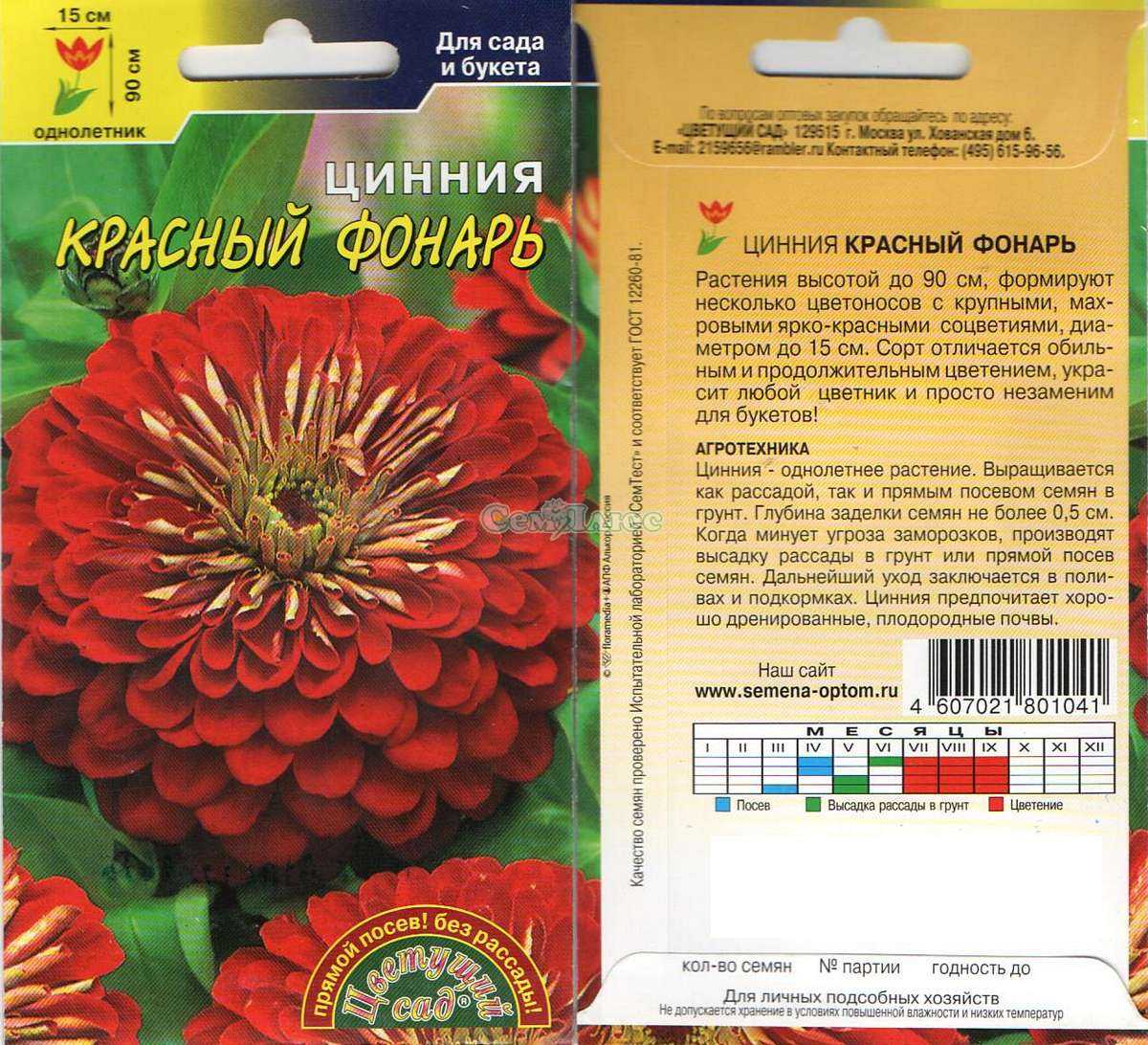 Цинния: выращивание из семян, посадка и уход в открытом грунте, фото