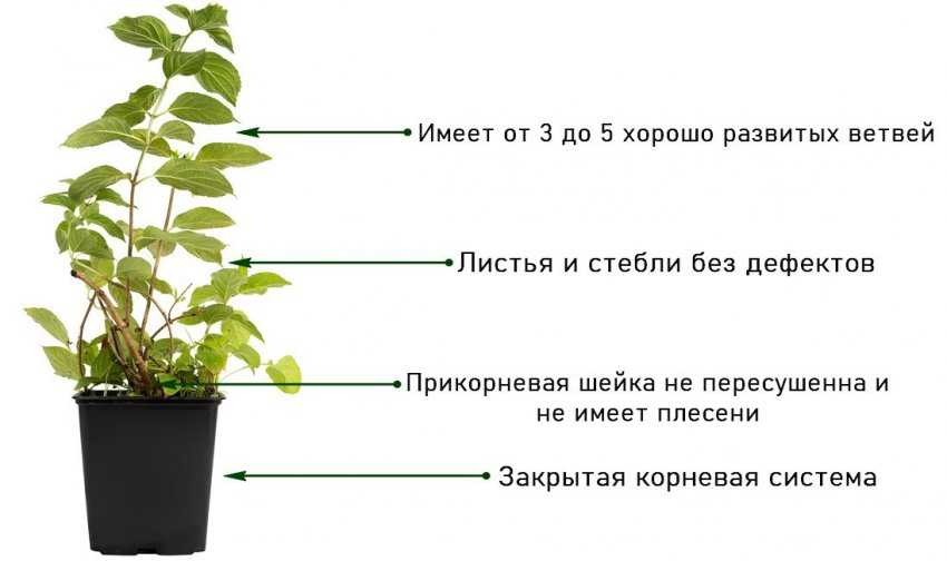 Черная роза: бывают ли в природе такие сорта, фото
