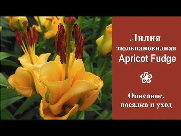 О тюльпановидной лилии Эприкот Фадж (описание и характеристики гибрида)