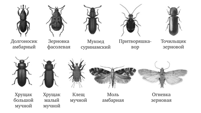 Долгоносик серый почковый