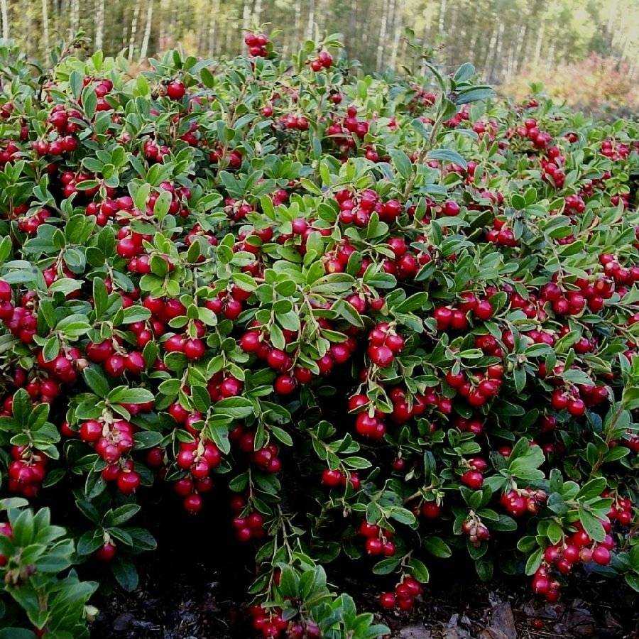 Лучшие плодовые кустарники для сада