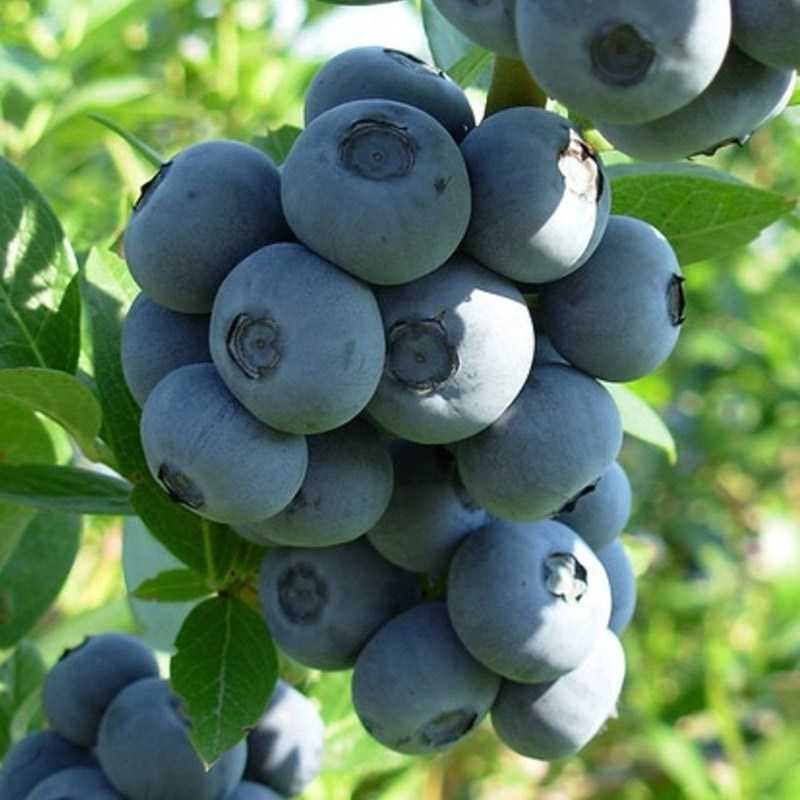 Голубика дениз посадка и уход