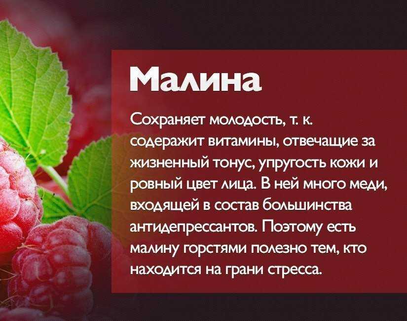 Малина: польза и вред, лечебные свойства малины, рецепты