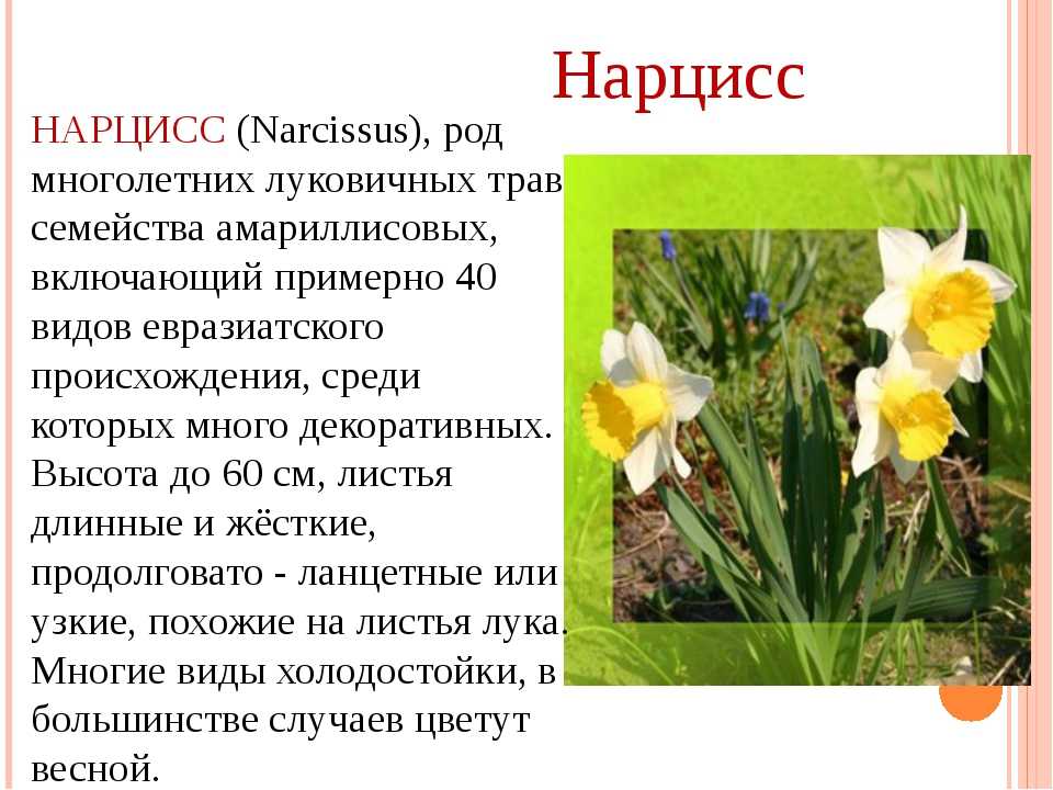 Нарциссы: посадка и уход в открытом грунте, размножение и болезни | клуб цветоводов