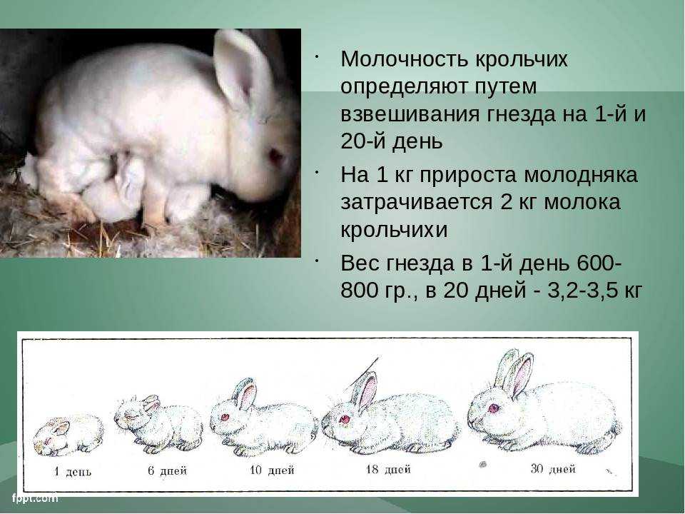 Как крольчиха кормит крольчат: сколько раз в сутки, сколько дней: советы опытных кролиководов. когда можно отсаживать? сколько крольчат способна вскормить крольчиха. как вообще определить сыты ли крол