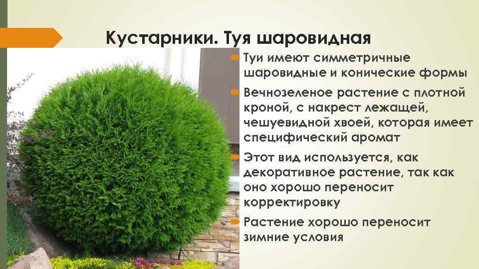Туя западная: виды, особенности выращивания, уход