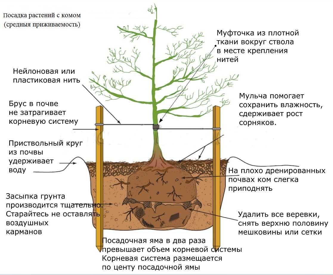 Посадка японской айвы и уход за ней