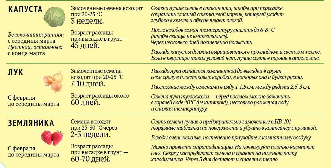 Посадка земляники весной рассадой: когда и как переселять саженцы на грядку? в 2023 году на гудгрунт