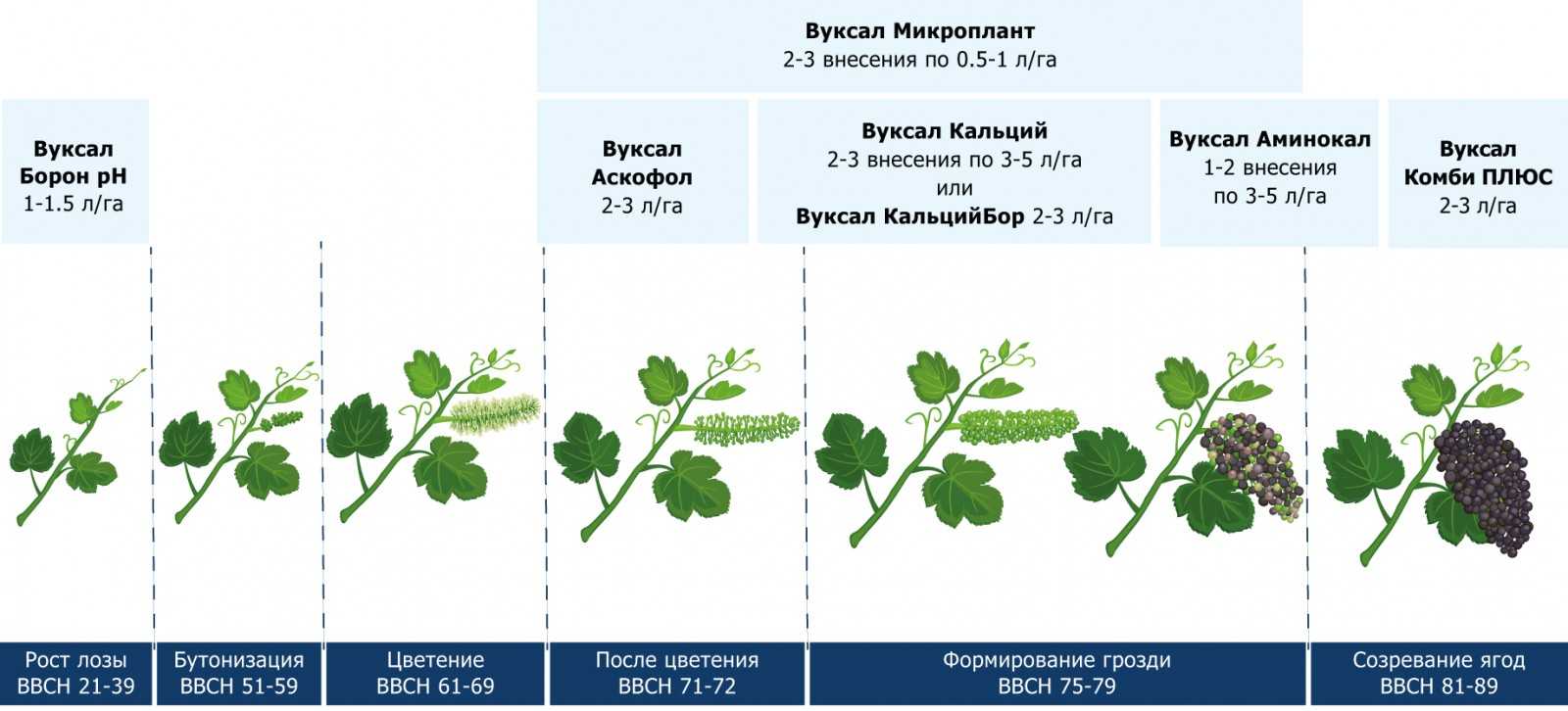 Белоплодная садовая земляника со вкусом ананаса: описание сорта, характеристики, особенности выращивания