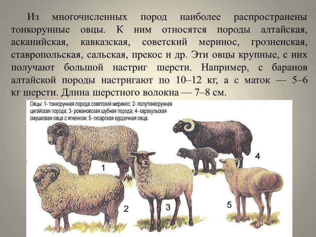 Овцы романовской породы как самый лучший вариант для начинающих овцеводов