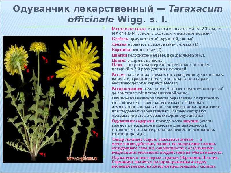 Ромашки и хризантемы разница