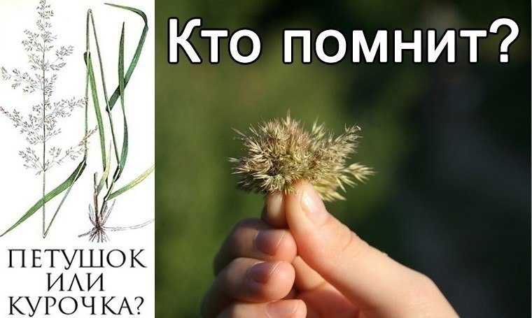Определение пола у цыплят