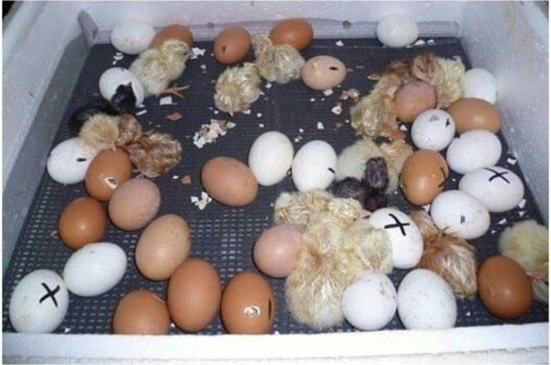 Вылупление цыплят из яйца