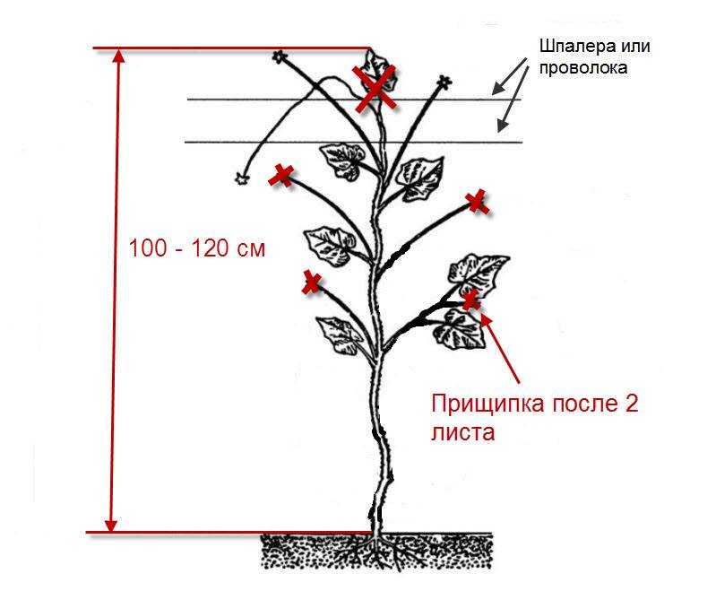 Посадка рассады кабачков в открытый грунт