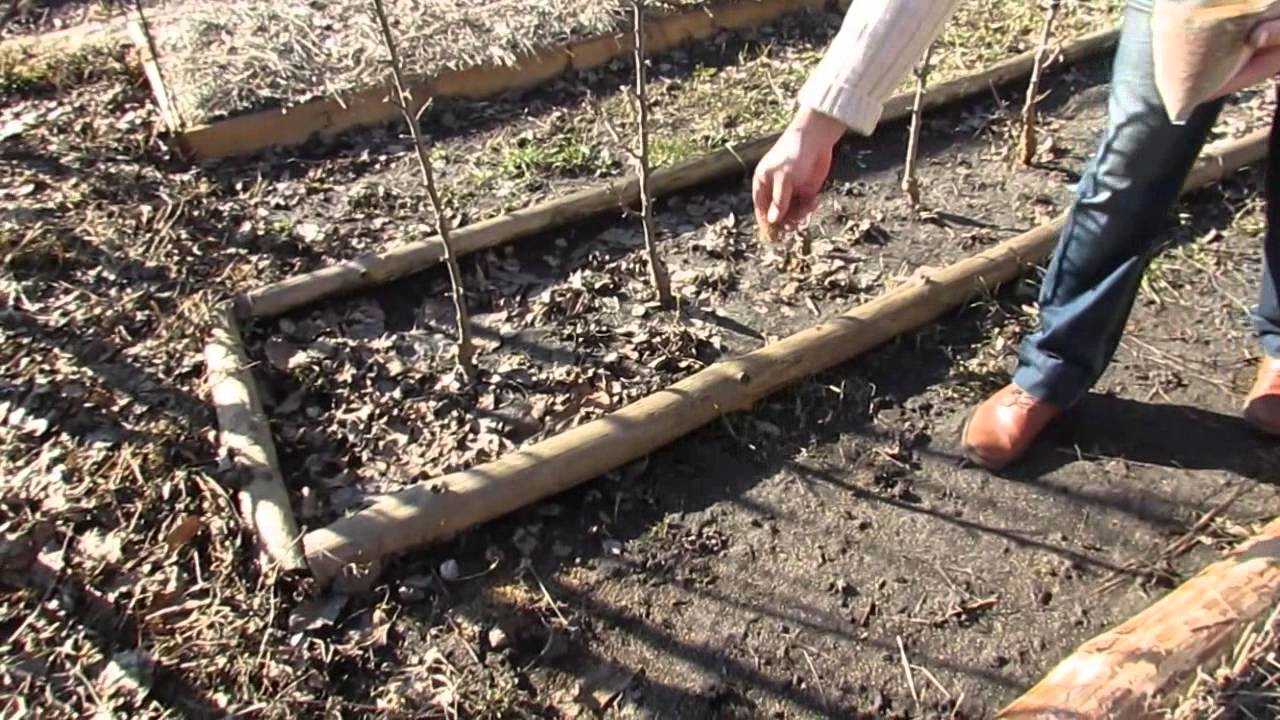 Клевер как сидерат: осенние и весенние посадки