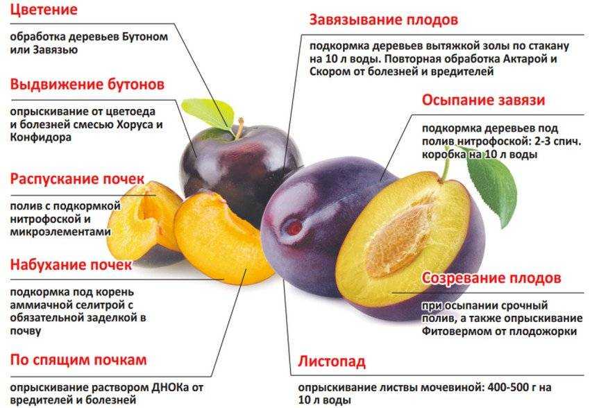 Чем, как и когда подкормить вишню весной для хорошего урожая