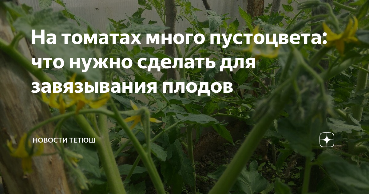 Почему опадают цветы и завязи у томатов что делать, профилактика