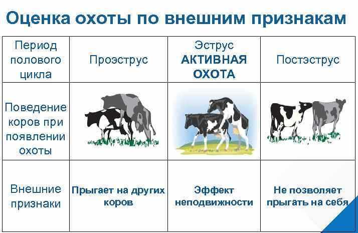 Спаривание коровы с быком осеменителем — знай ферму
