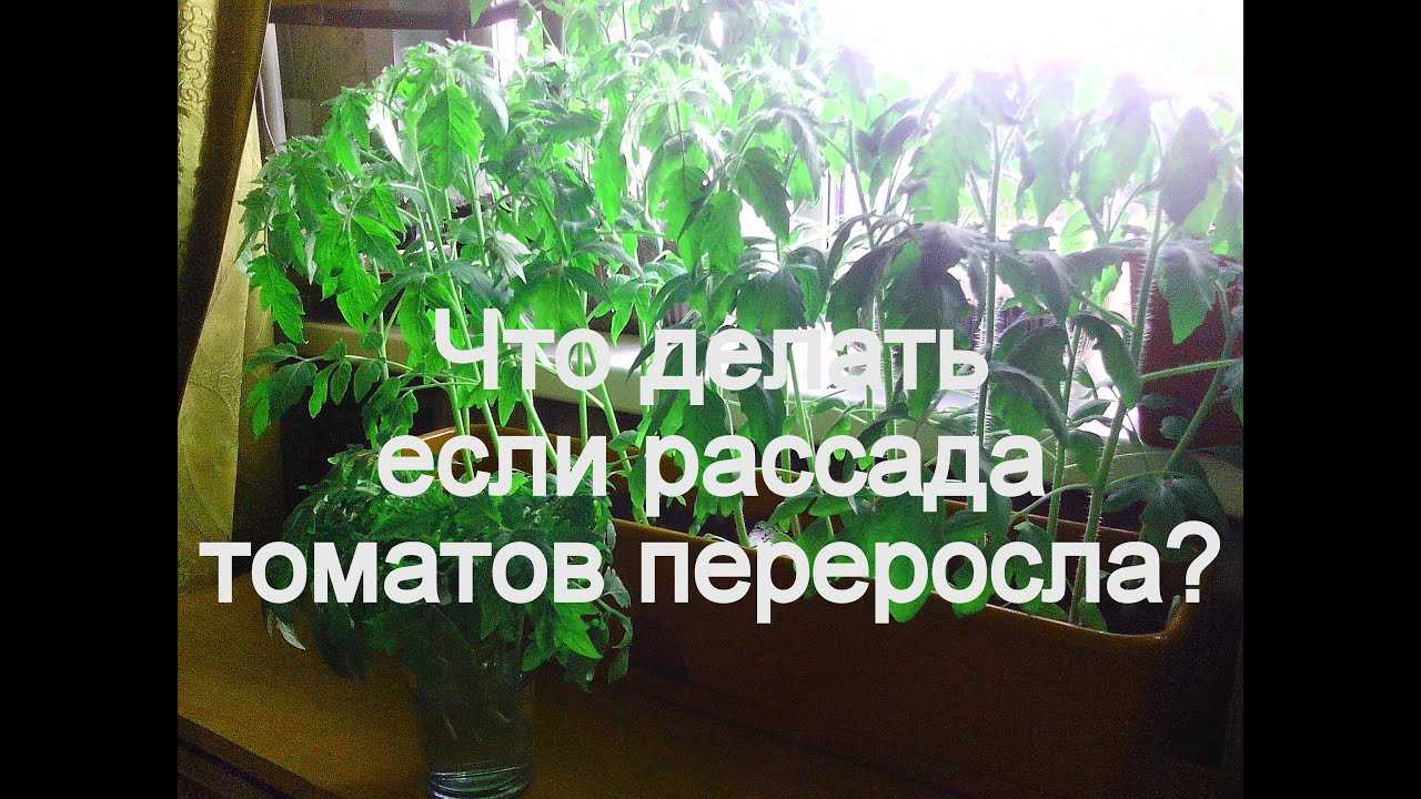 Как высадить вытянувшиеся томаты в открытый грунт: 3 способа