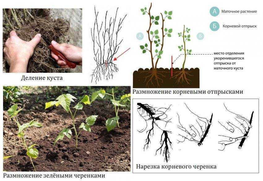 ᐉ мариновский - виноград - roza-zanoza.ru