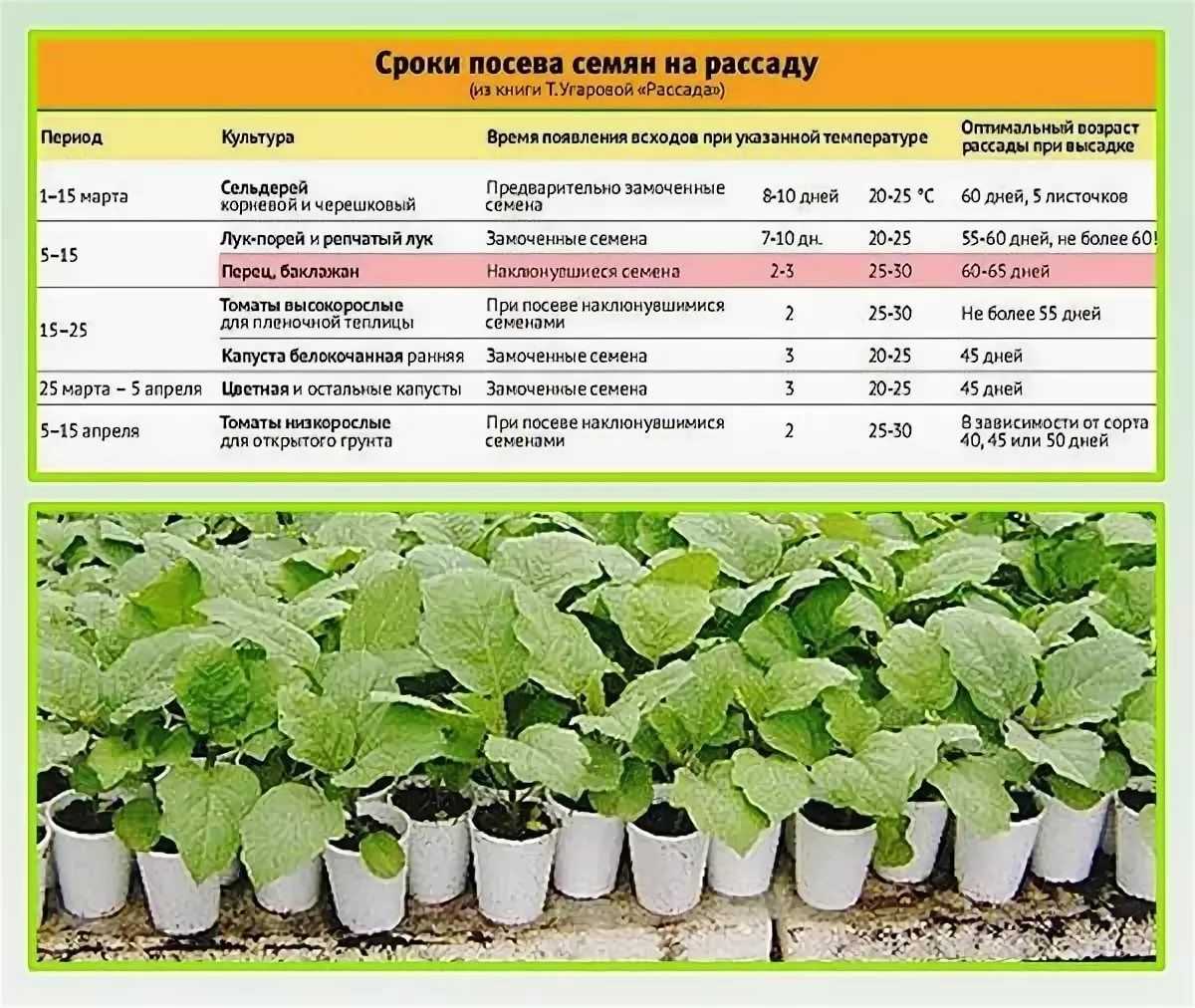 Посадка георгина в горшок