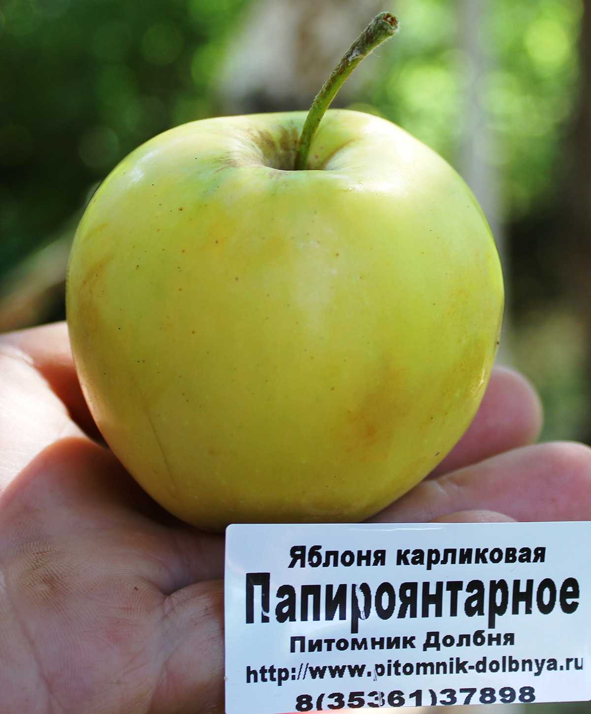 Яблоня, сорт папировка (алебастровое, белый налив, прибалтийское)