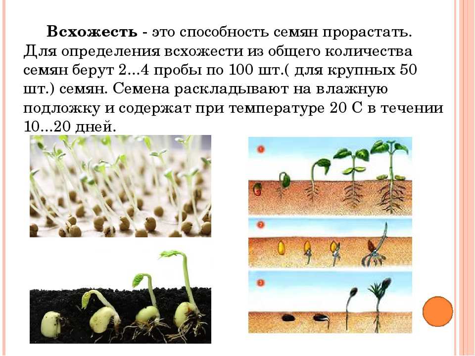 Как в домашних условиях вырастить малину из семян на рассаду пошагово