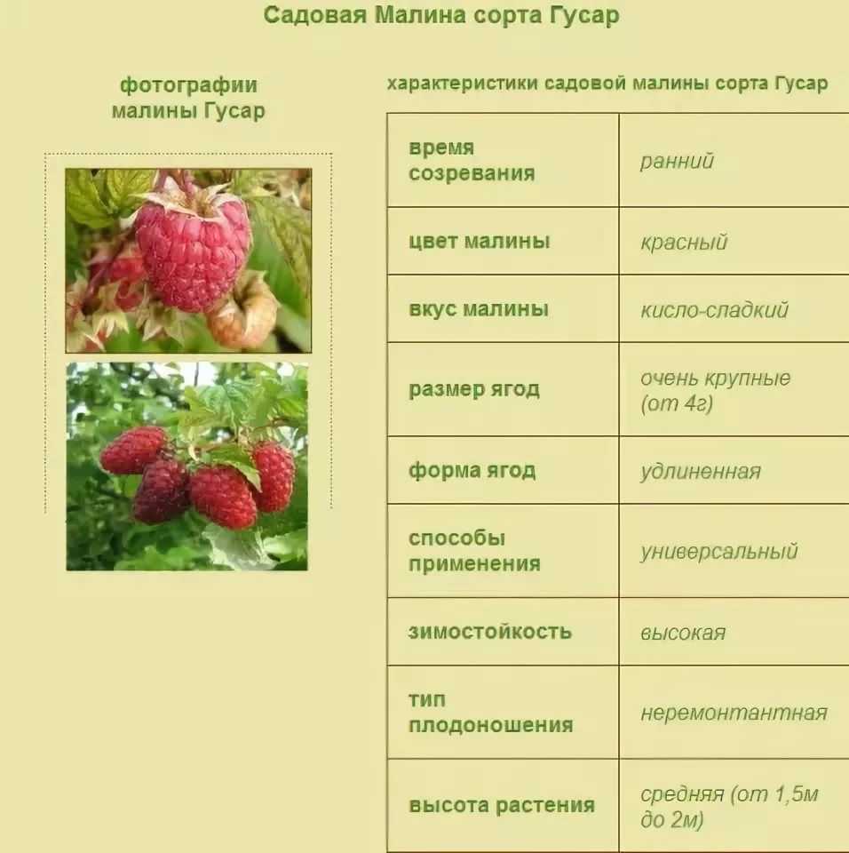 Клубника сорт вима кимберли: карамельный аромат и высокая урожайность