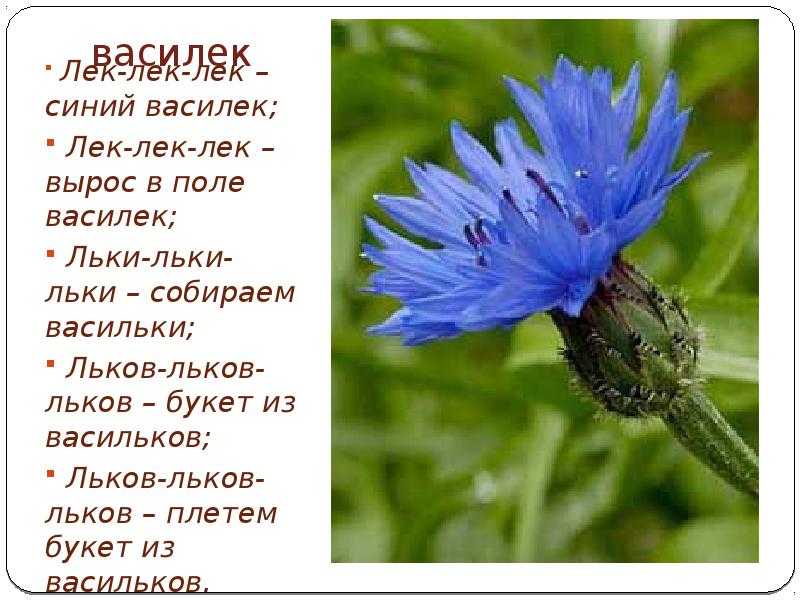 Василек: применение,уход в открытом грунте