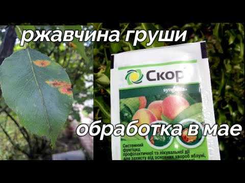 Тля на груше. как бороться, чем обработать, народные средства и препараты (во время цветения и после цветения) в 2021 году