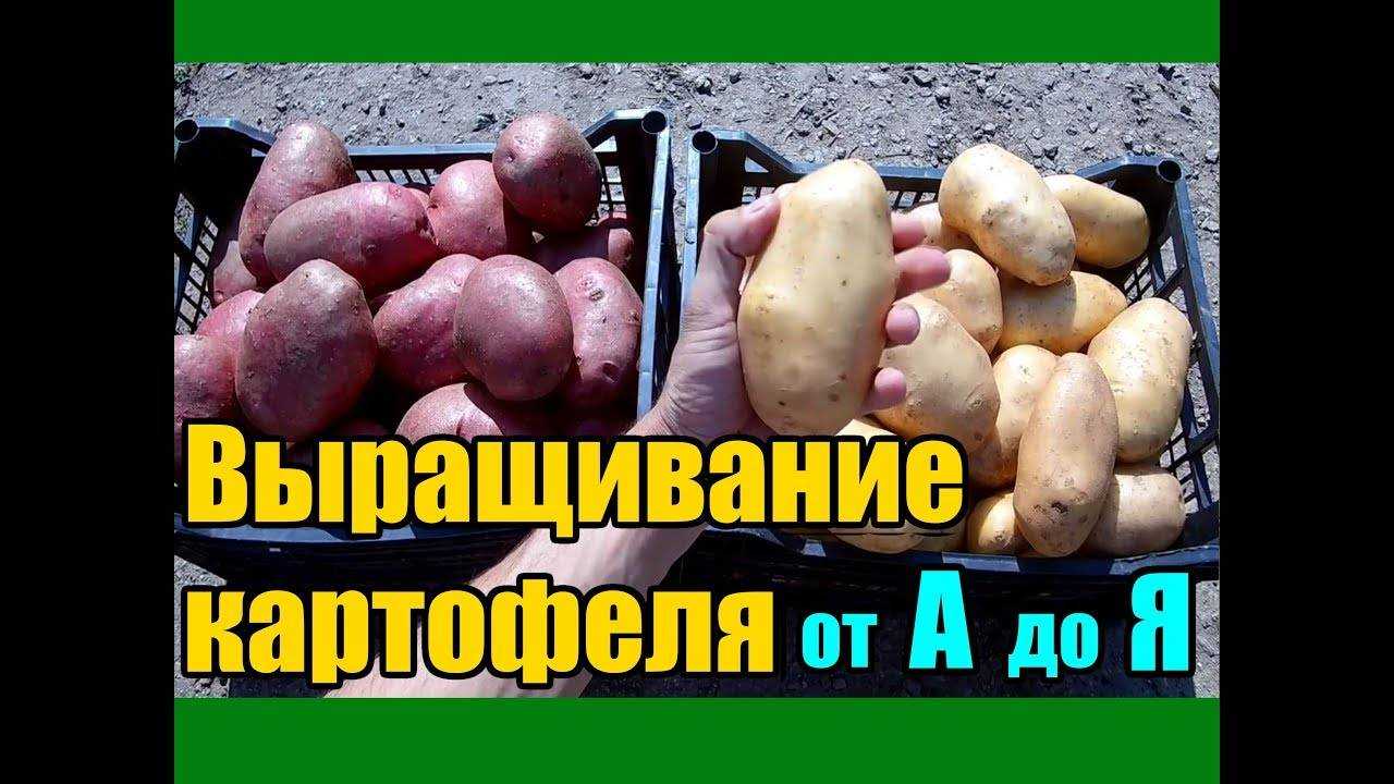 Описание универсального сорта картофеля на все случаи жизни — «тоскана»