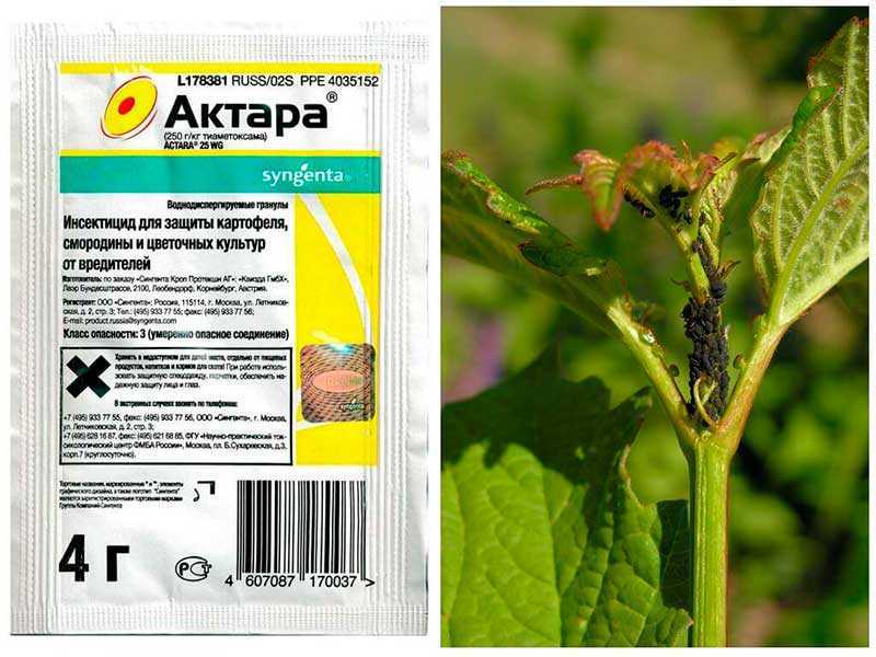 Актара: инструкция по применению, как разводить для каких растений