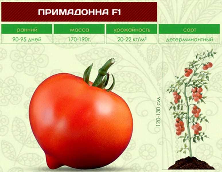 Помидоры примадонна: описание сорта, правила и особенности выращивания