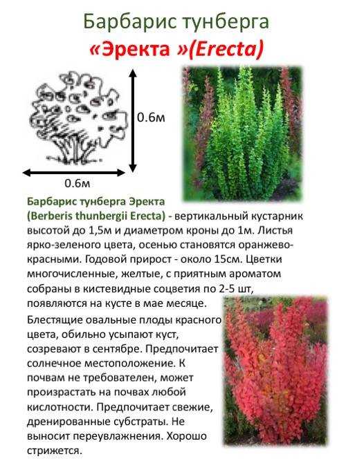 Барбарис: описание, фото сортов тунберга, виды, желтые, черные, красные, пурпурные, карликовые, съедобные, декоративные, лучшие для подмосковья