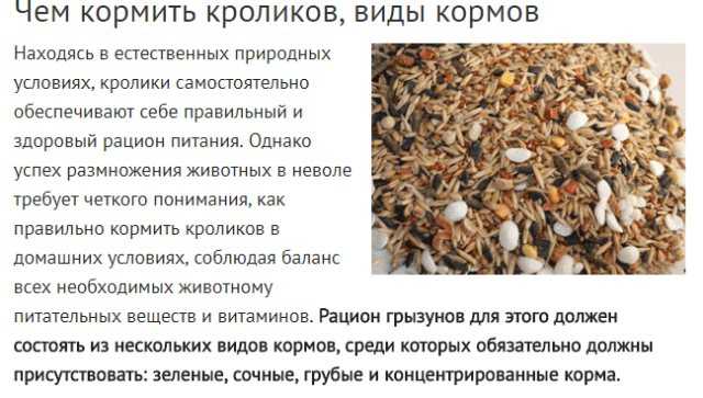 Чем кормить кроликов в домашних условиях: советы для начинающих