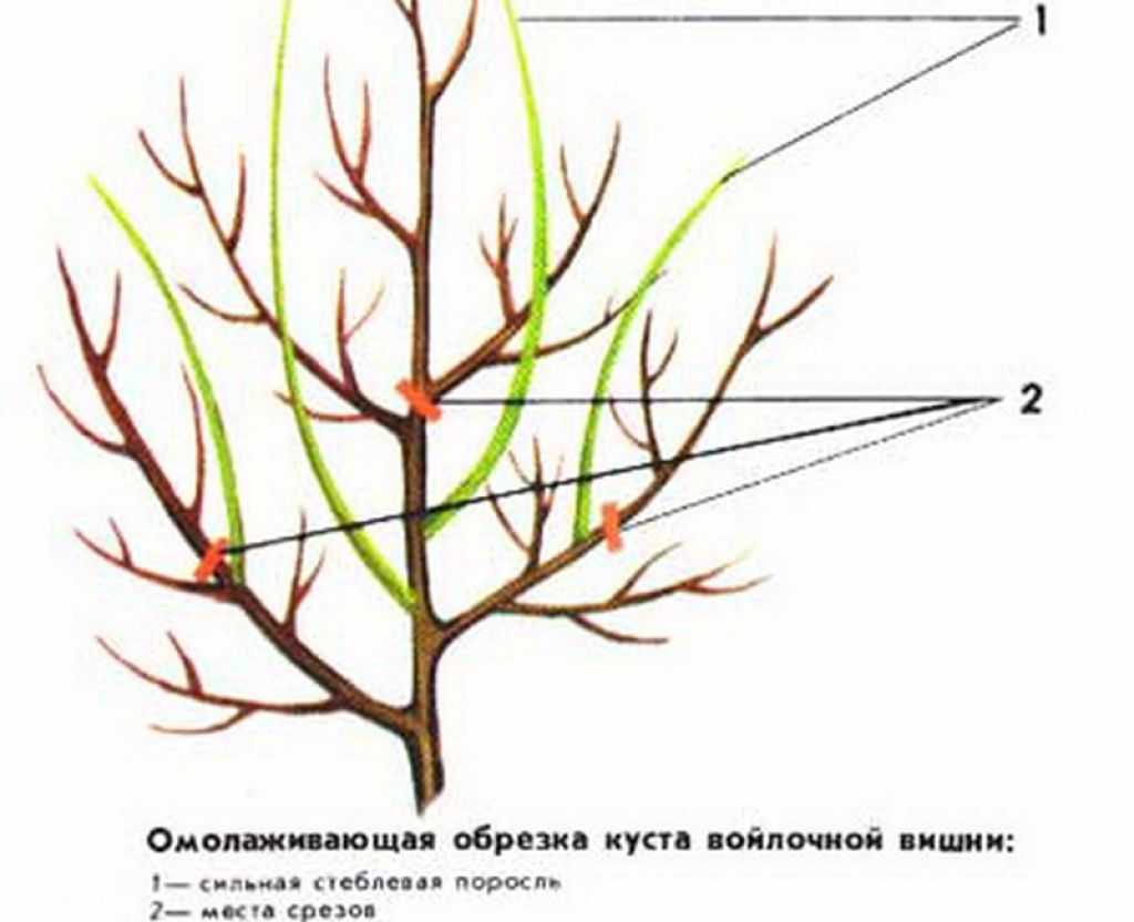 Войлочная вишня: посадка, уход, сорта, фото, отзывы