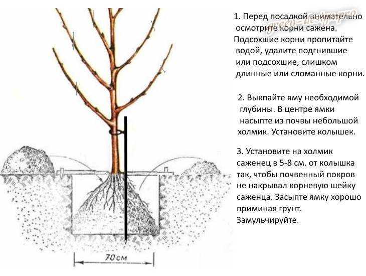 Пересадка яблони весной и осенью на новое место: когда лучше и как пересадить?