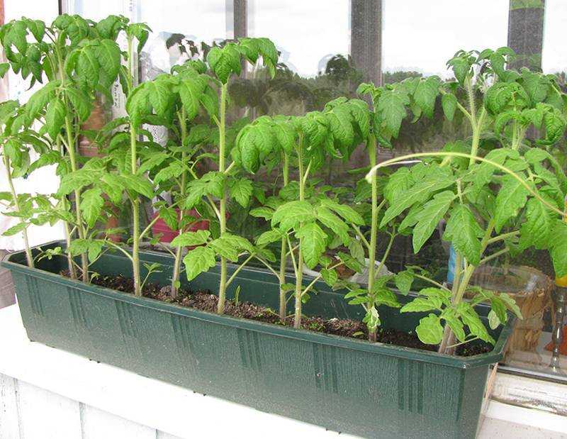 🍅 подкормка рассады томатов в домашних условиях: эффективные удобрения, правила, средства, рецепты