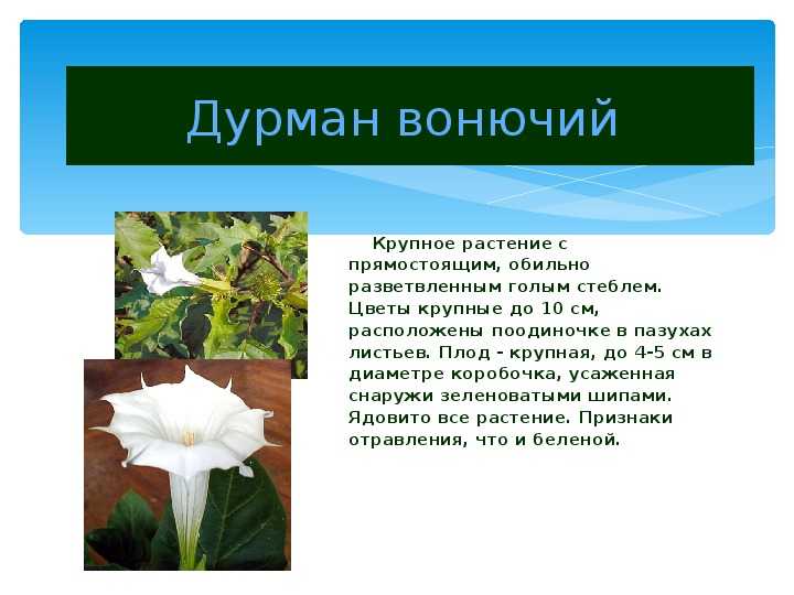 Датура – выращивание из семян